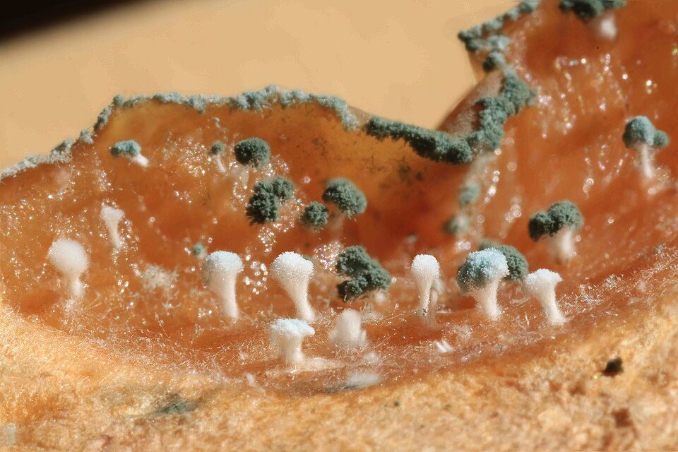 Blue-green mould spores on rotting apple flesh